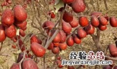 怎么收红枣 红枣怎么收割