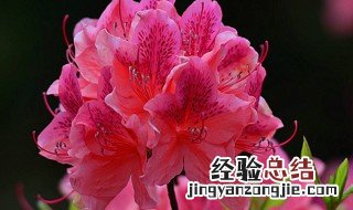 花粉过敏可以养杜鹃花吗 花粉过敏可以养的花