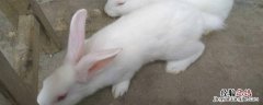 小白兔特点和特性写的图片 小白兔特点和特性