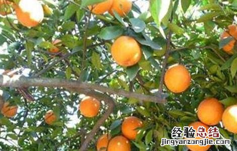 脐橙早衰的原因及防治方法 脐橙衰退病症状