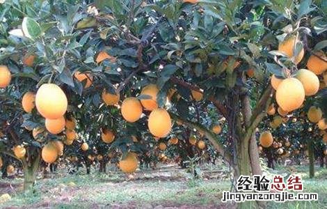 脐橙早衰的原因及防治方法 脐橙衰退病症状