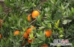 脐橙早衰的原因及防治方法 脐橙衰退病症状