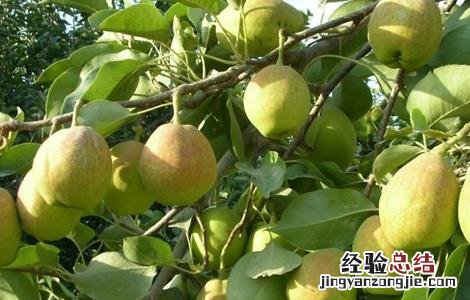 香梨种植需要注意哪些问题 香梨的种植条件环境