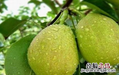 香梨种植需要注意哪些问题 香梨的种植条件环境
