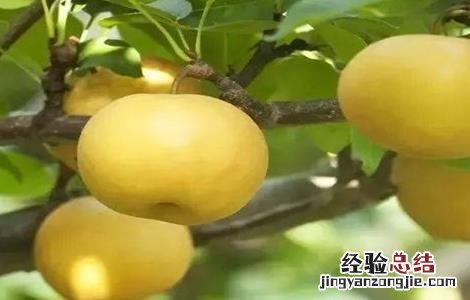 香梨种植需要注意哪些问题 香梨的种植条件环境