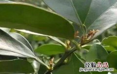 沙糖桔如何促花芽分化 沙糖桔的促花技术