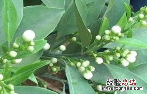 沙糖桔如何促花芽分化 沙糖桔的促花技术