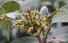 如何促进龙眼花芽分化 如何促进龙眼花芽分化