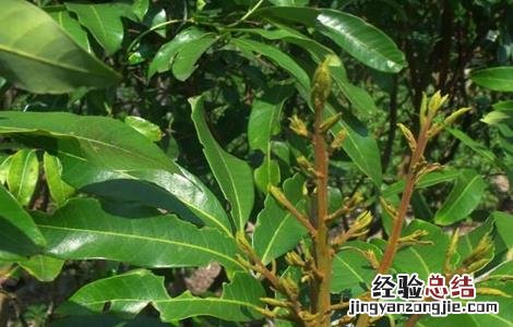 如何促进龙眼花芽分化 如何促进龙眼花芽分化
