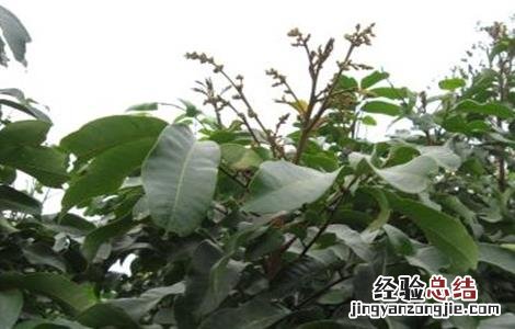 如何促进龙眼花芽分化 如何促进龙眼花芽分化