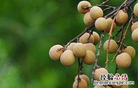 龙眼空壳果预防措施