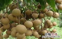龙眼空壳果预防措施