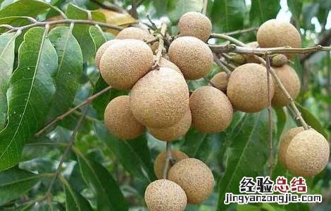 龙眼空壳果预防措施