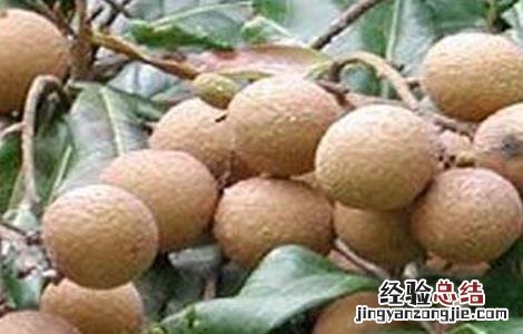 龙眼空壳果预防措施