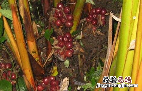 草果种植需要注意哪些问题 草果种植需要注意哪些问题视频