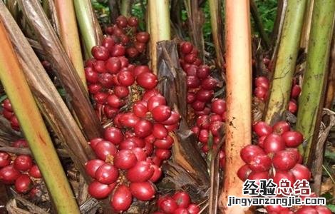 草果种植需要注意哪些问题 草果种植需要注意哪些问题视频