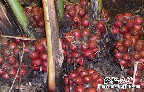 草果种植需要注意哪些问题 草果种植需要注意哪些问题视频