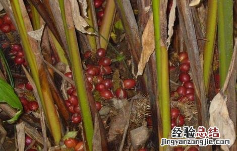 草果种植需要注意哪些问题 草果种植需要注意哪些问题视频