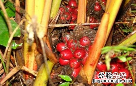 草果种植需要注意哪些问题 草果种植需要注意哪些问题视频