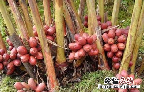 草果种植需要注意哪些问题 草果种植需要注意哪些问题视频