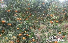 贡柑严重落果怎么办 贡柑黄蒂落果怎么办