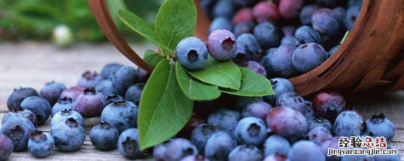 蓝莓肉是什么颜色 新鲜蓝莓肉是什么颜色