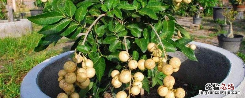 龙眼籽怎么种成小盆栽 龙眼籽怎么种成小盆栽图片