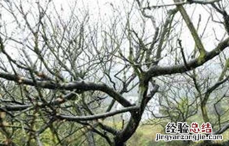 桃树高产管理技术 桃树高产优质果树管理