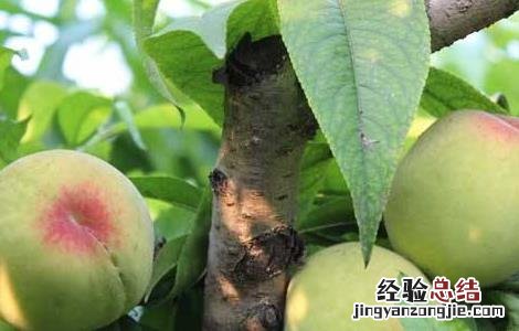 桃树高产管理技术 桃树高产优质果树管理