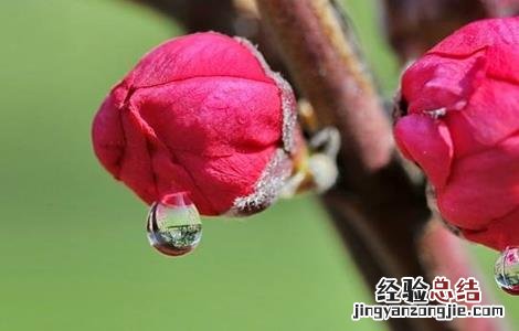 桃树高产管理技术 桃树高产优质果树管理