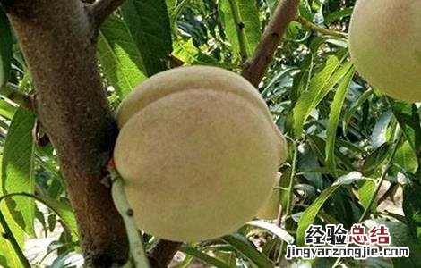 桃树高产管理技术 桃树高产优质果树管理