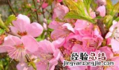樱桃花芽少是怎么回事 樱桃花少怎么回事