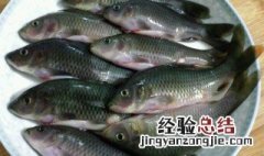 花鱼的功效与作用 金钱花鱼的功效与作用