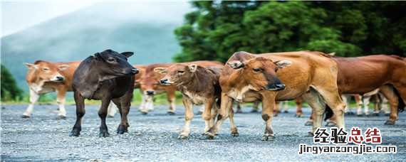 牛高烧不退怎么治疗 牛高烧不退怎么办最好