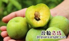 青脆李子产地 青脆李子怎么种