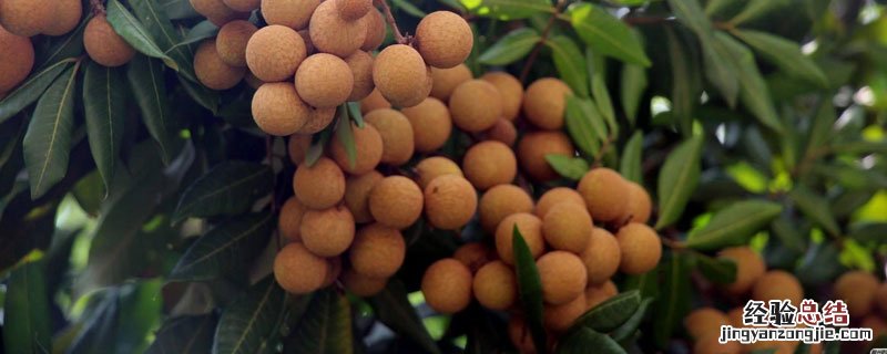 龙眼种类怎么分 龙眼分几个等级