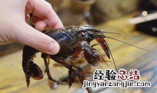 河虾为什么打架 虾为什么会打架