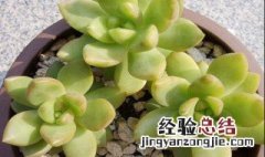 黄丽多肉怎么养变色快 多肉植物黄丽怎么养护