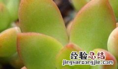 黄丽多肉能吃吗 多肉黄丽有毒吗