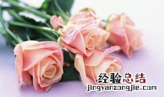 粉红色玫瑰的含义是什么 粉红色玫瑰的含义