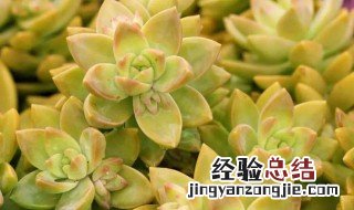 黄丽多肉怎么养 黄丽多肉怎么养变色快