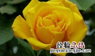 黄玫瑰的含义和寓意 黄玫瑰的含义