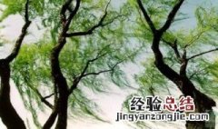 适合春风的句子短句 适合春风的句子