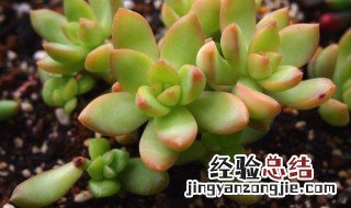 铭月和姬胧月的区别 珑月和姬珑月的区别