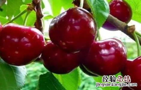 车厘子种植的日常管理技术 车厘子种植的日常管理