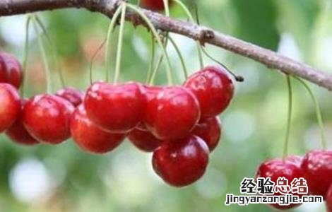 车厘子种植的日常管理技术 车厘子种植的日常管理