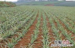 菠萝的种植方式是什么 菠萝的种植方式