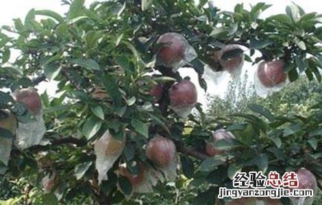 苹果树旺长怎么处理 苹果树旺长的原因及解决方法