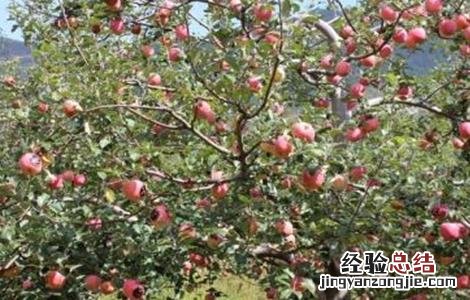 苹果树旺长怎么处理 苹果树旺长的原因及解决方法
