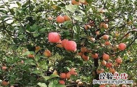 苹果树旺长怎么处理 苹果树旺长的原因及解决方法